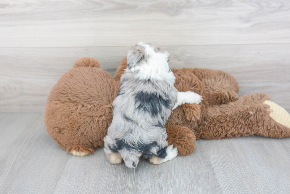 Mini Aussiedoodle Puppy for Adoption