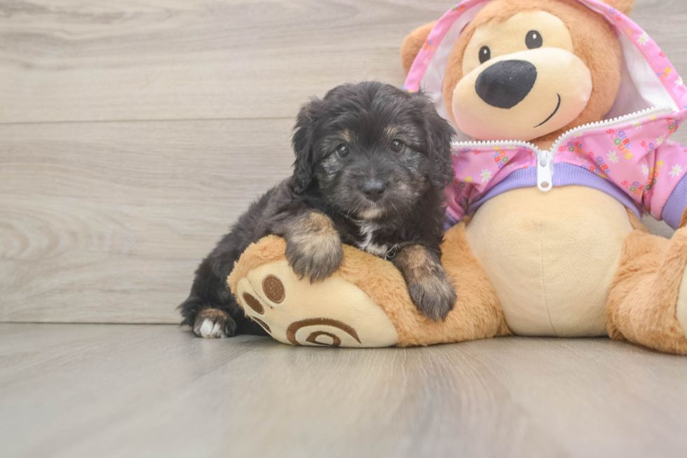 Fluffy Mini Aussiedoodle Poodle Mix Pup