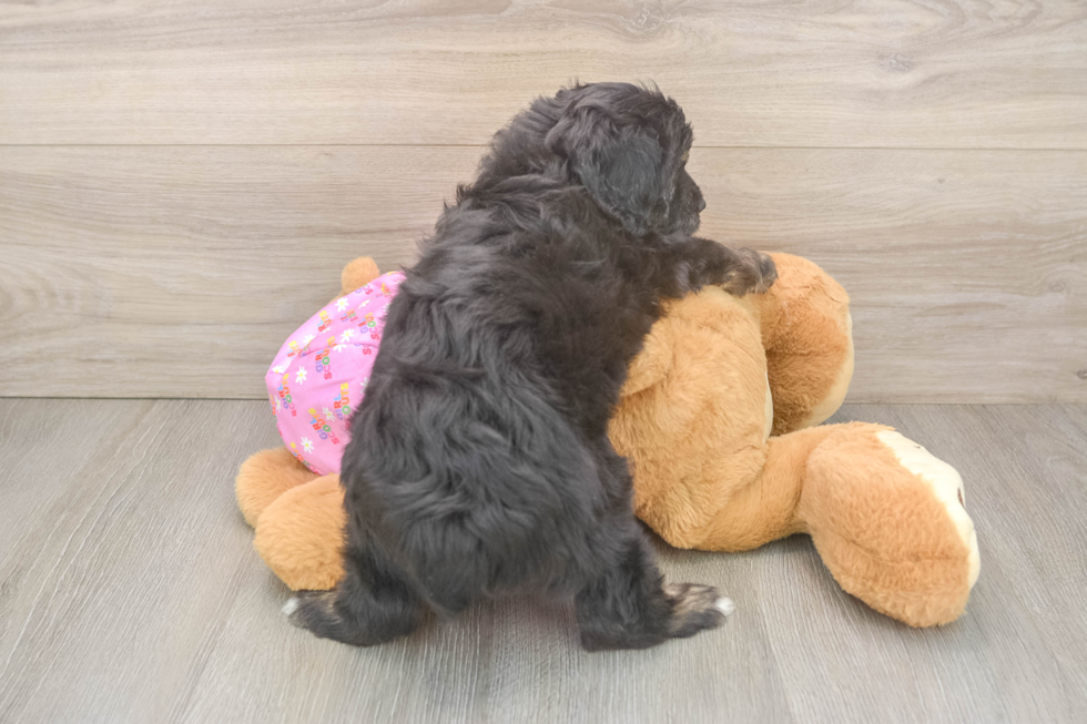 Mini Aussiedoodle Puppy for Adoption