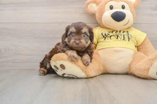 ESTEE, a Mini Aussiedoodle littermate