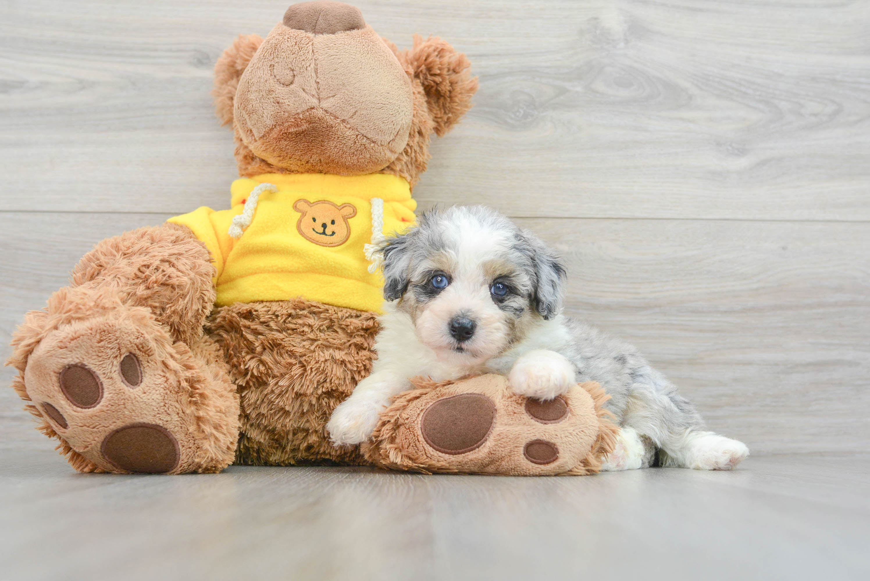 Small Mini Aussiedoodle Baby