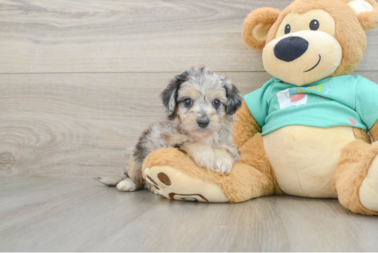 Best Mini Aussiedoodle Baby