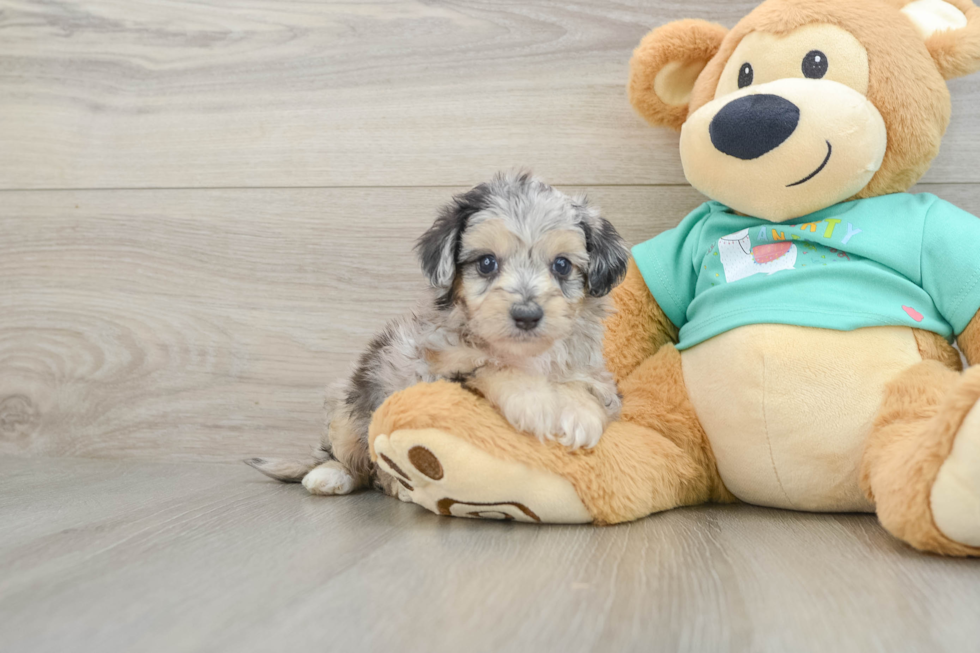 Best Mini Aussiedoodle Baby