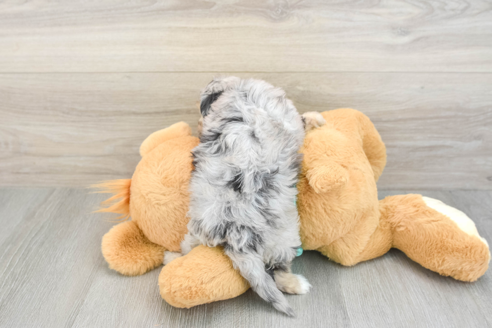 Mini Aussiedoodle Puppy for Adoption