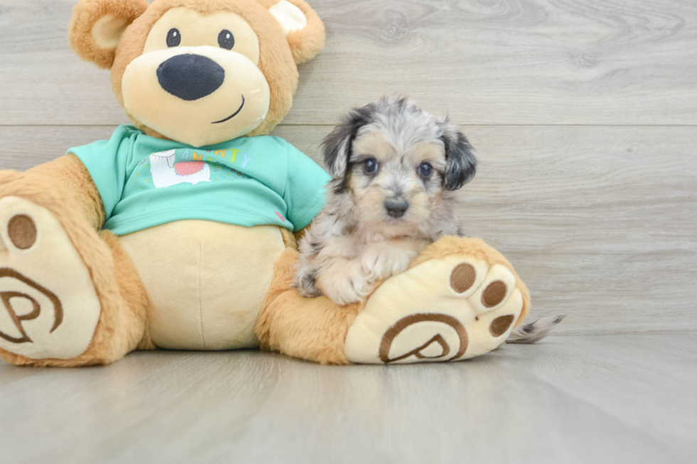 Small Mini Aussiedoodle Baby