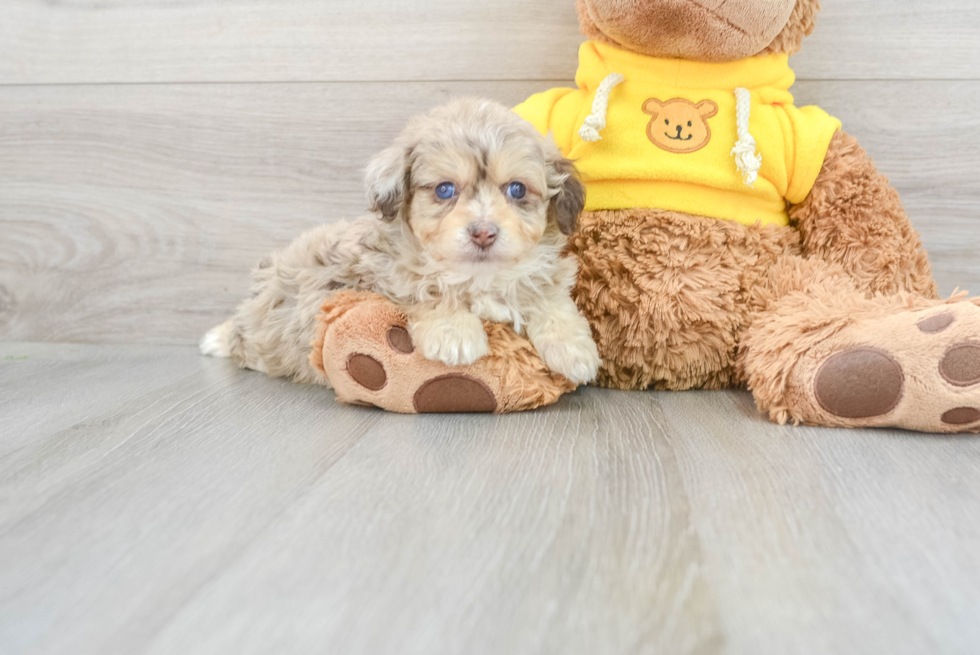 Best Mini Aussiedoodle Baby
