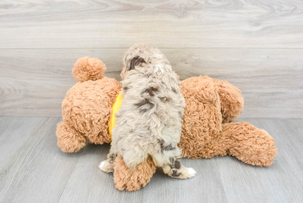 Friendly Mini Aussiedoodle Baby