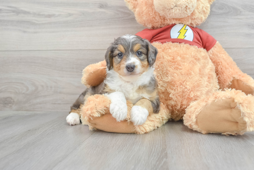 Mini Aussiedoodle Puppy for Adoption