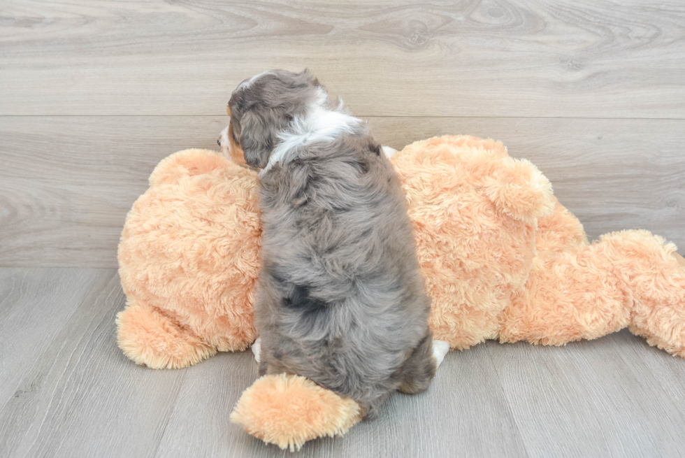 Little Aussiepoo Poodle Mix Puppy