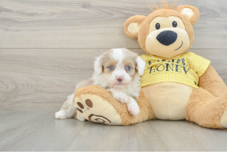 Mini Aussiedoodle Puppy for Adoption