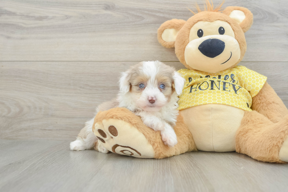 Mini Aussiedoodle Puppy for Adoption
