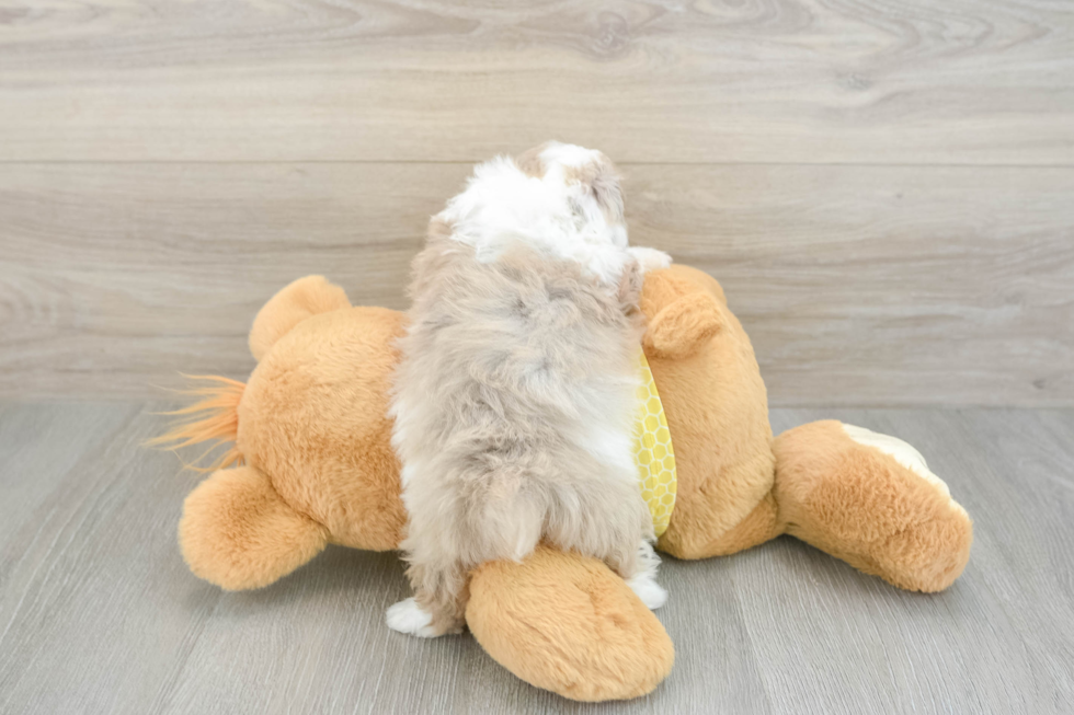 Best Mini Aussiedoodle Baby