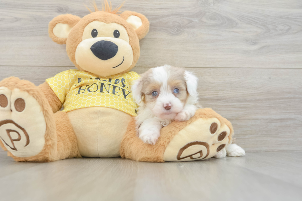 Sweet Mini Aussiedoodle Baby