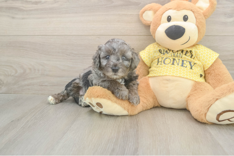 Small Mini Aussiedoodle Baby