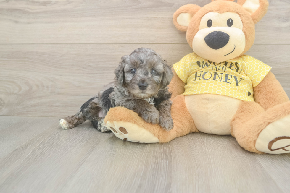 Small Mini Aussiedoodle Baby