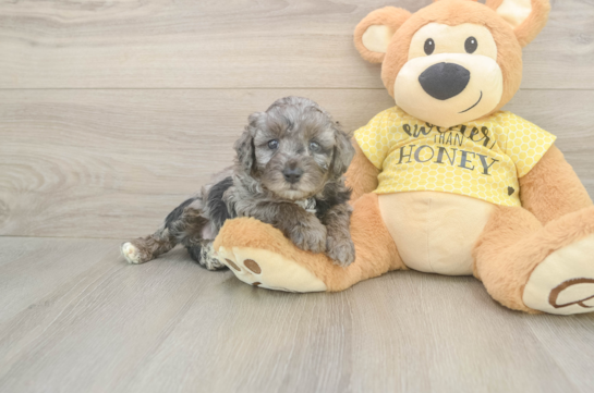 Small Mini Aussiedoodle Baby