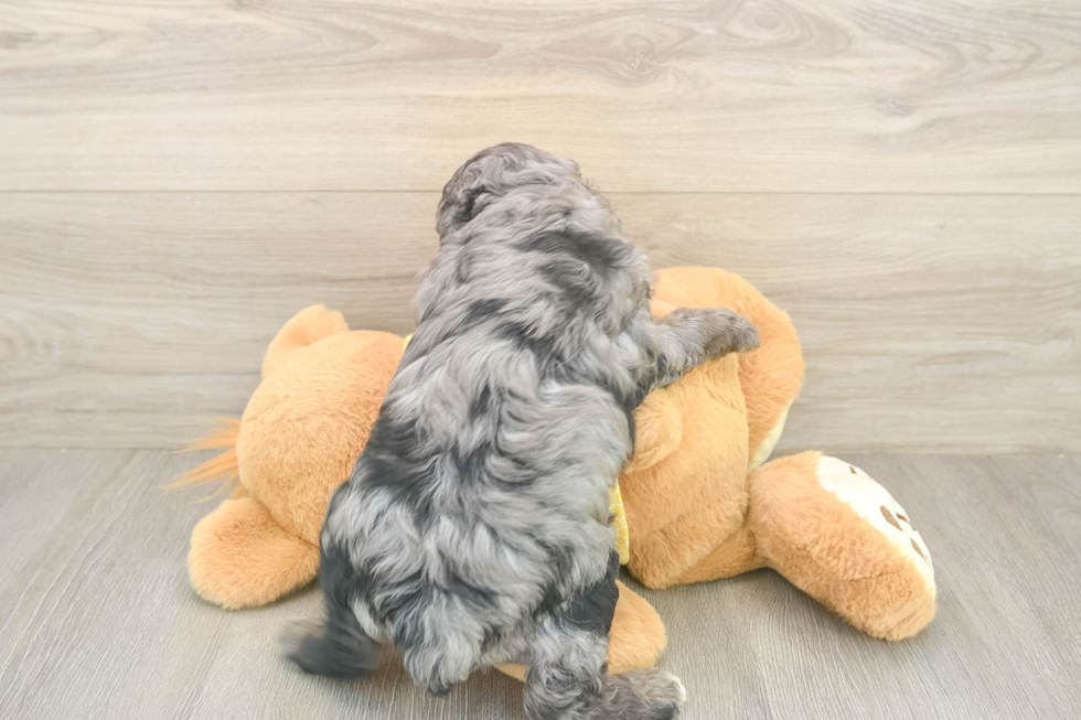 Mini Aussiedoodle Puppy for Adoption