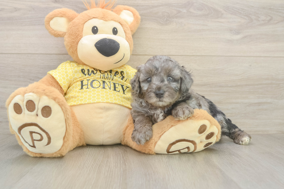 Mini Aussiedoodle Puppy for Adoption