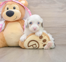 7 week old Mini Aussiedoodle Puppy For Sale - Premier Pups