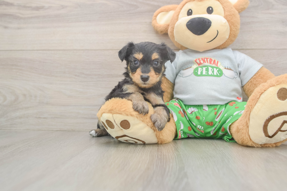 Happy Mini Aussiedoodle Baby