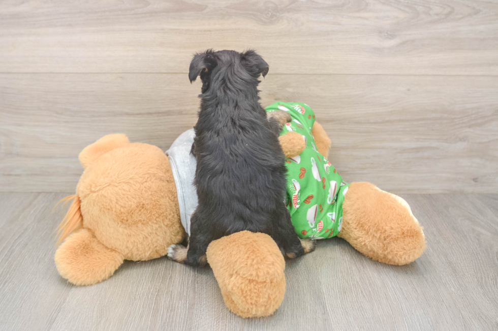 Mini Aussiedoodle Puppy for Adoption