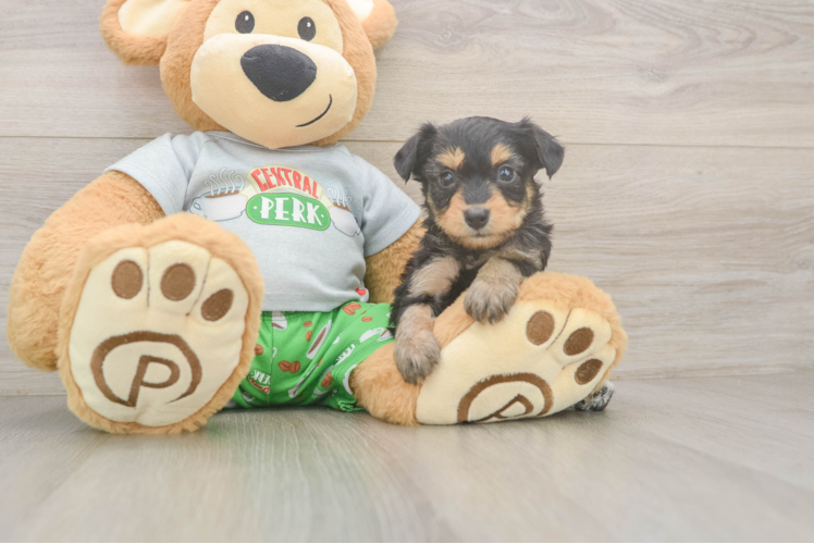 Best Mini Aussiedoodle Baby