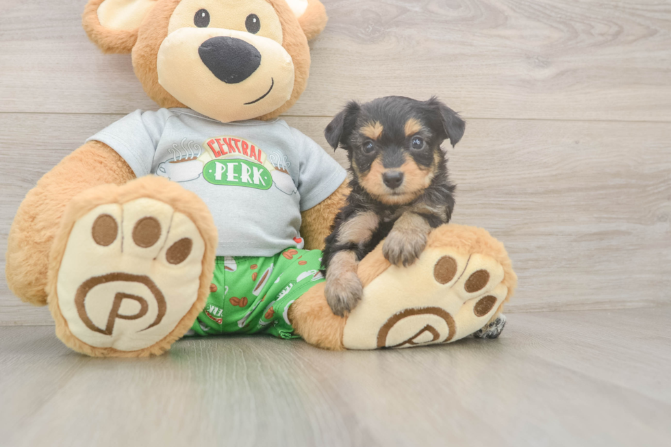 Best Mini Aussiedoodle Baby