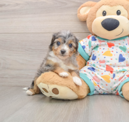 8 week old Mini Aussiedoodle Puppy For Sale - Premier Pups
