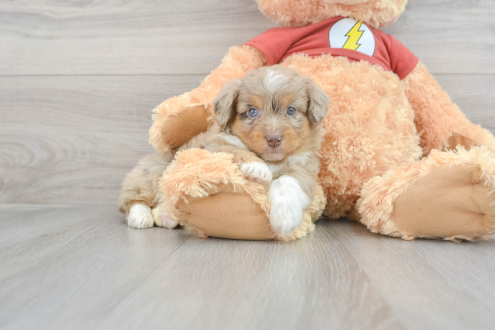 Funny Mini Aussiedoodle Poodle Mix Pup