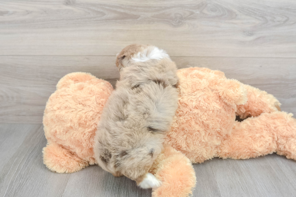 Friendly Mini Aussiedoodle Baby