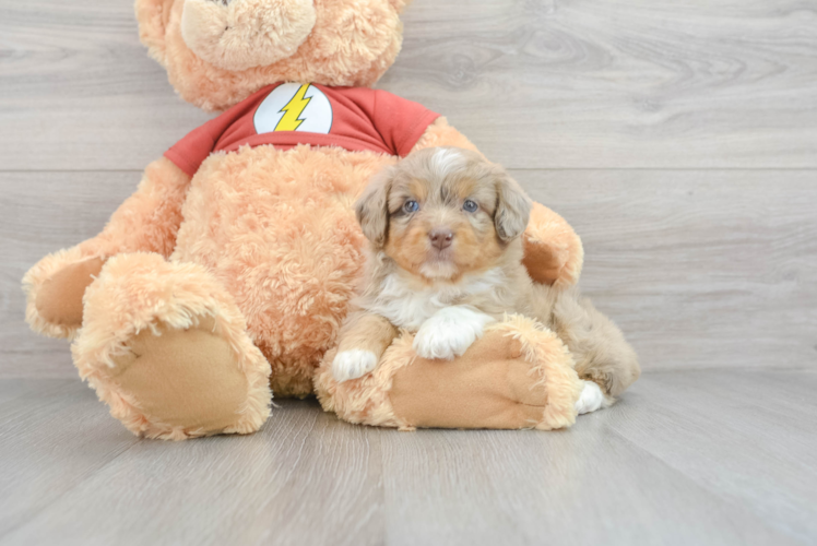 Happy Mini Aussiedoodle Baby