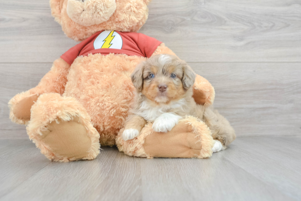 Happy Mini Aussiedoodle Baby