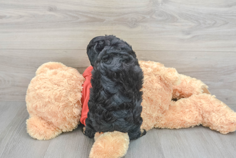 Mini Aussiedoodle Pup Being Cute