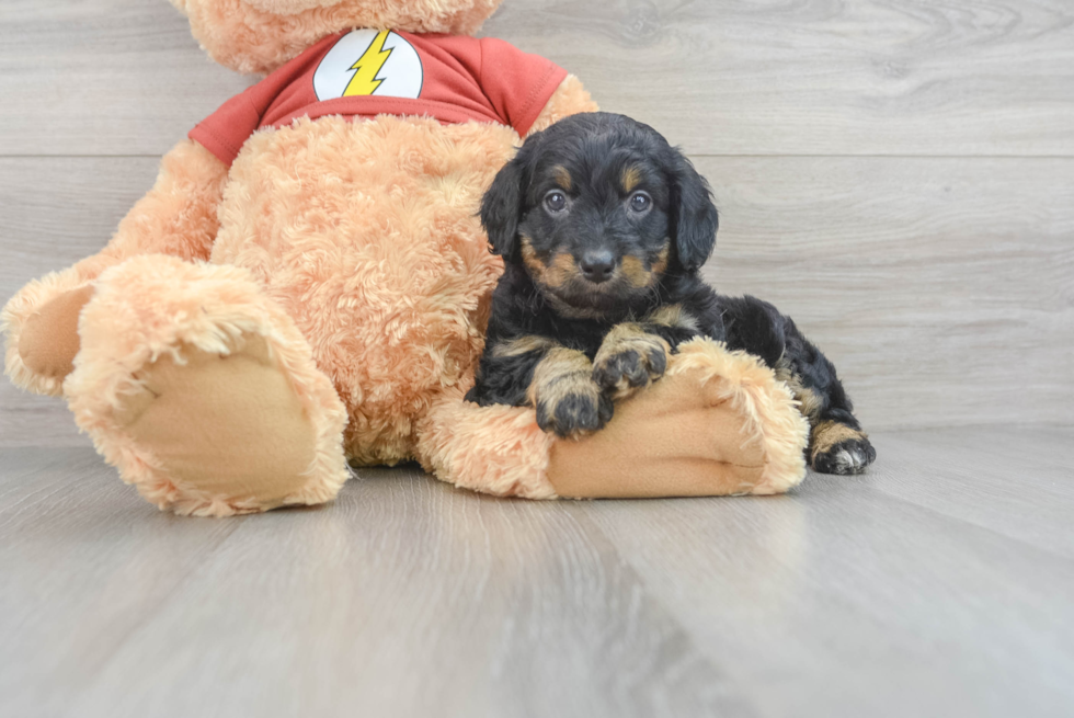 Happy Mini Aussiedoodle Baby
