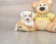 6 week old Mini Aussiedoodle Puppy For Sale - Premier Pups