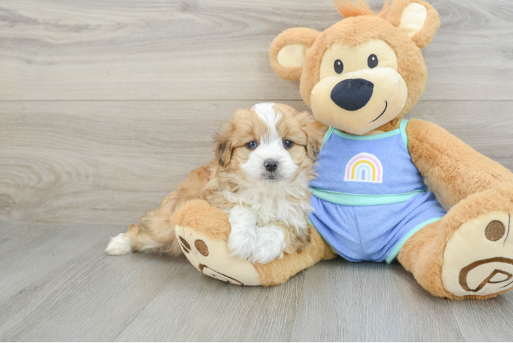 Mini Aussiedoodle Puppy for Adoption