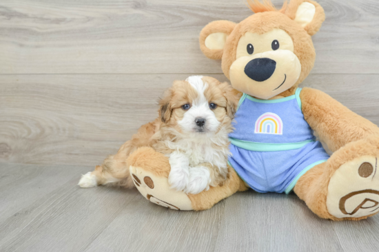 Mini Aussiedoodle Puppy for Adoption