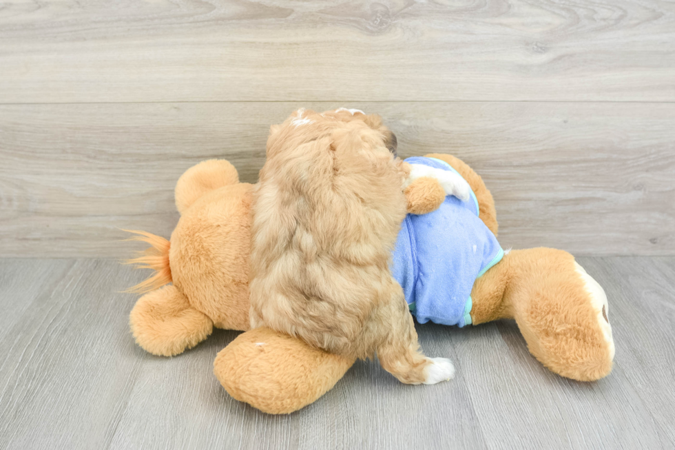 Fluffy Mini Aussiedoodle Poodle Mix Pup