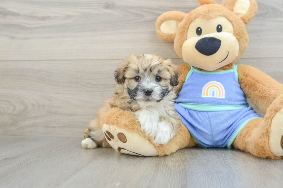 Energetic Aussie Poo Poodle Mix Puppy