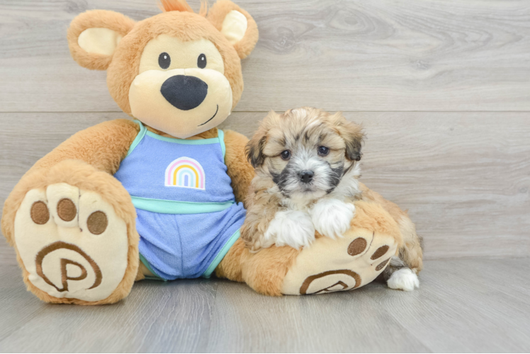 Little Mini Aussiepoo Poodle Mix Puppy