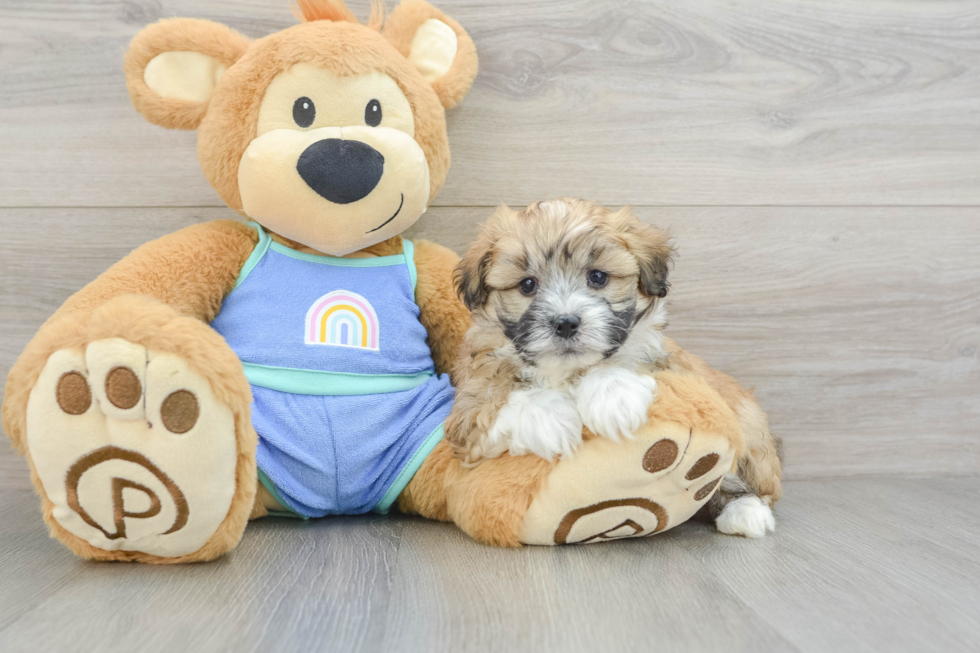 Little Mini Aussiepoo Poodle Mix Puppy