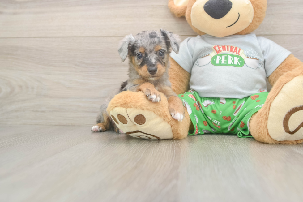 Mini Aussiedoodle Puppy for Adoption