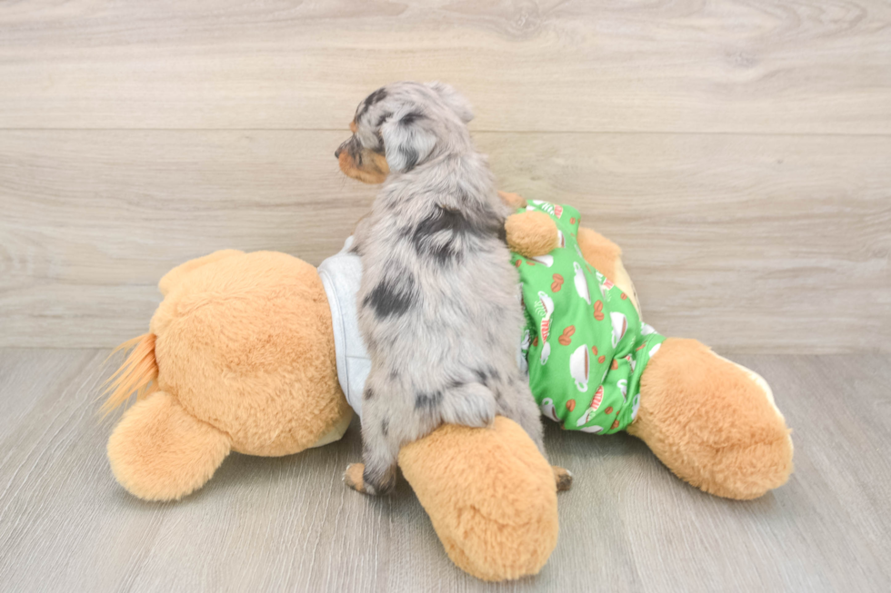 Cute Mini Aussiedoodle Baby