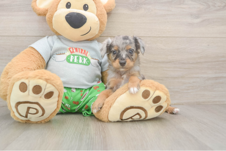 Mini Aussiedoodle Pup Being Cute