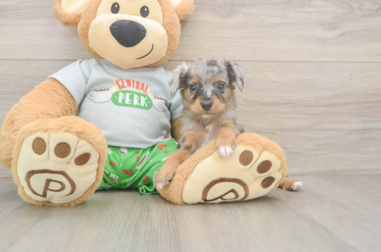 Mini Aussiedoodle Pup Being Cute
