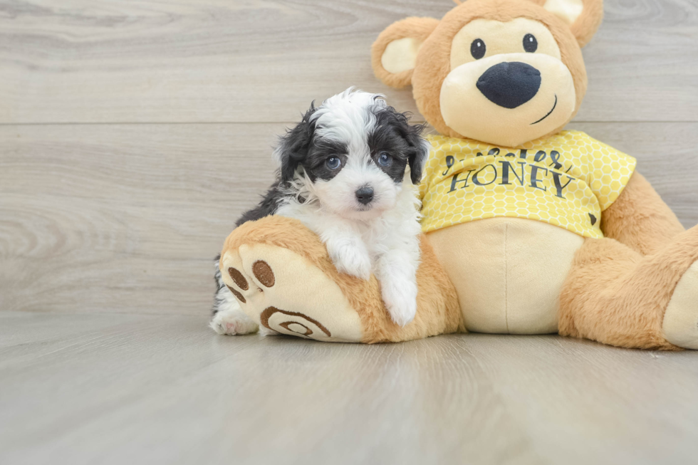 Mini Aussiedoodle Puppy for Adoption