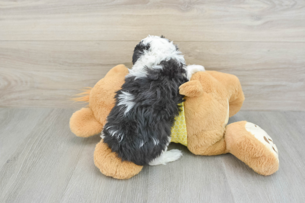 Adorable Mini Australian Shepherd X Poodle Mix Poodle Mix Puppy