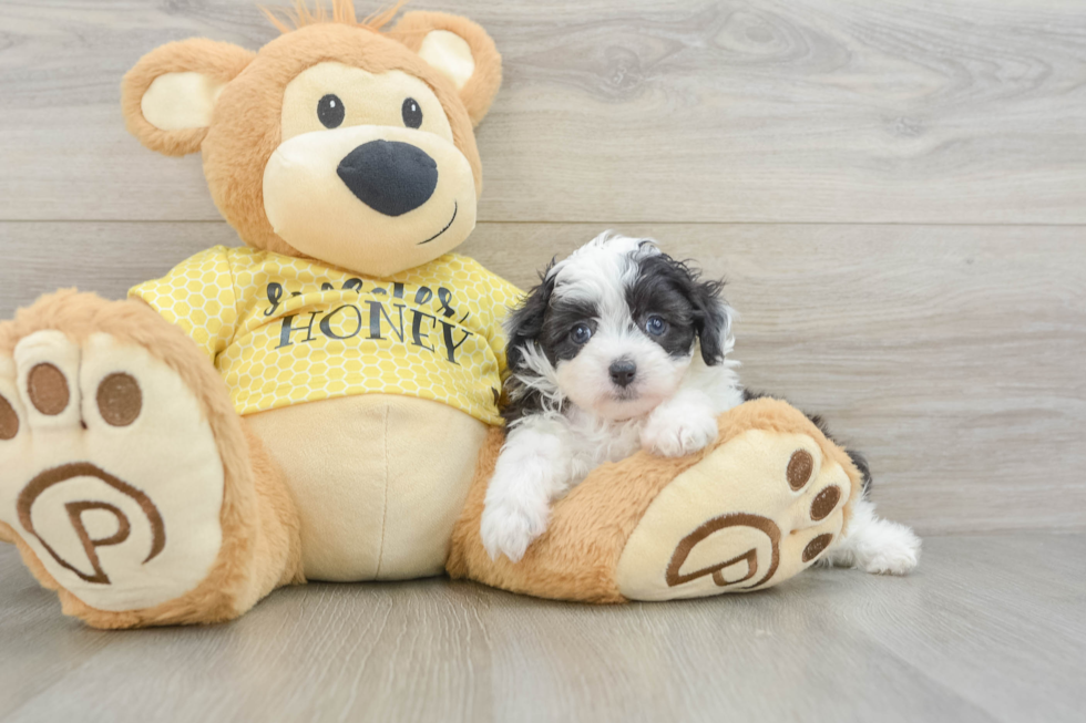 Mini Aussiedoodle Pup Being Cute