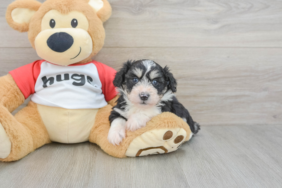 Friendly Mini Aussiedoodle Baby