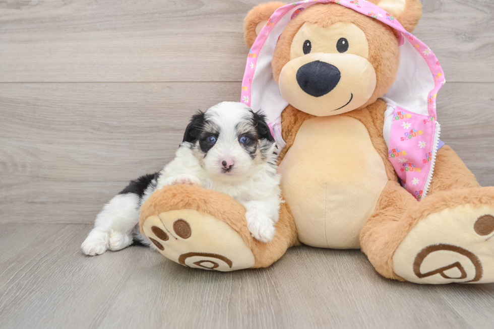 Hypoallergenic Aussiepoo Poodle Mix Puppy